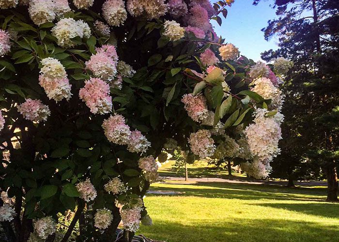 The Summer Wedding of Dave and Mary